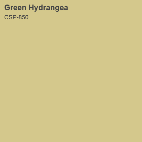 Green Hydrangea 